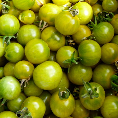 Green cherry tomato Gru Vee